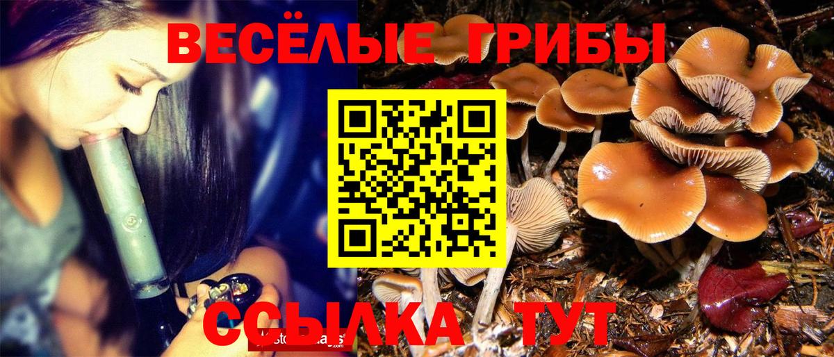 Псилоцибиновые грибы Cubensis Тайшет